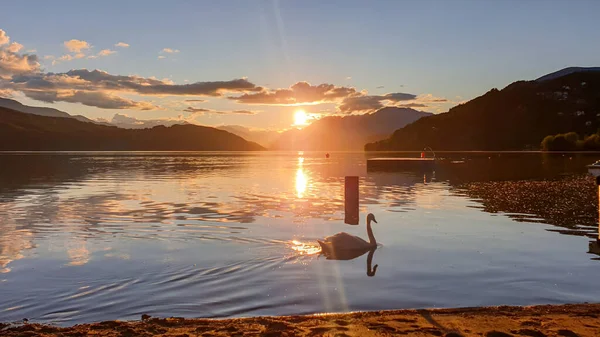 Cigno Che Nuota Lungo Riva Del Lago Millstaettersee Durante Tramonto — Foto Stock