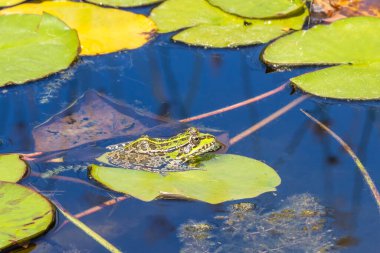 Pond frog (Lat. Pelophylax lessonae) on a water lily leaf. Waiting for mining. Close-up.