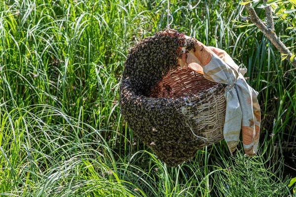 闷热的日子里蜂拥而至 养蜂人用篮子收集蜂群 蜜蜂在篮子上飞舞 — 图库照片