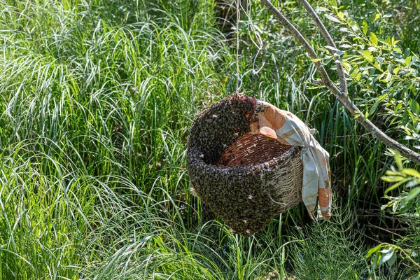 Enjambre Abejas Reúne Una Cesta Colgante Día Bochornoso Apicultor Recoge —  Fotos de Stock