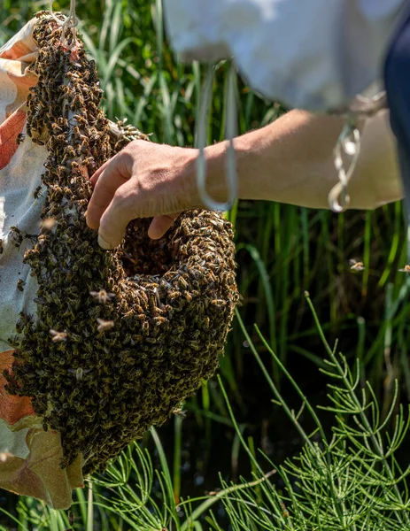 Бджоляр Збирає Бджолину Колонію Використовуючи Кошик Бджоли Кошику Польоті Робота — стокове фото