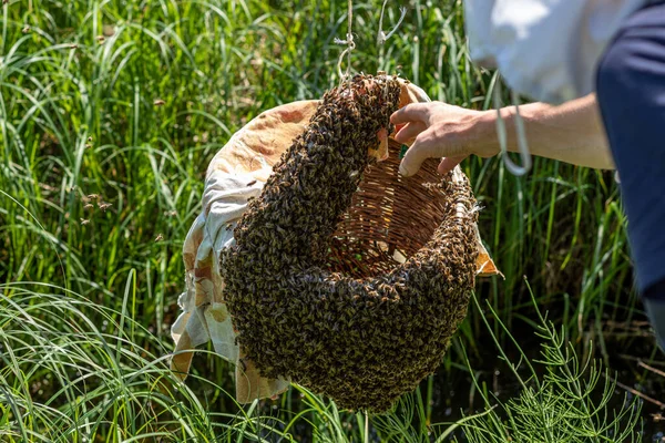 Pszczelarz Zbiera Kolonię Pszczół Pomocą Kosza Pszczoły Koszyku Locie Pszczelarz — Zdjęcie stockowe