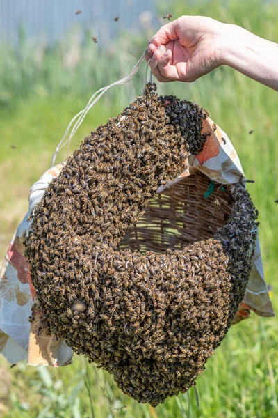 Beekeeper Hand Basket Bees Wishing Fly Away Beekeeper Collects Bee — Stock Photo, Image