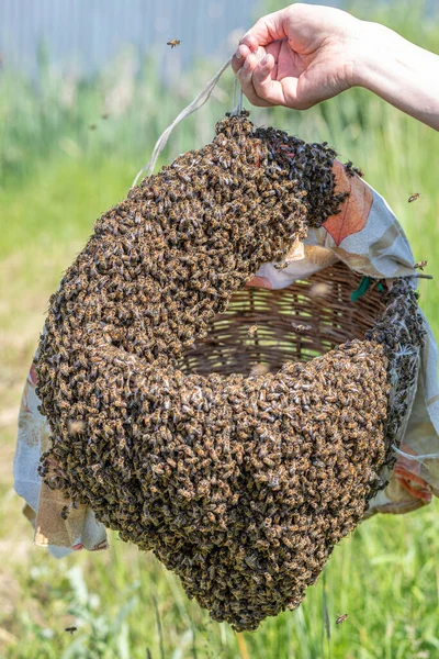 Arı Yetiştiricisi Elinde Bir Arı Kolonisinin Bulunduğu Bir Sepet Tutuyor — Stok fotoğraf