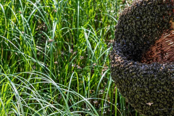 Cesto Con Uno Sciame Api Uno Sfondo Erba Verde Apicoltore — Foto Stock