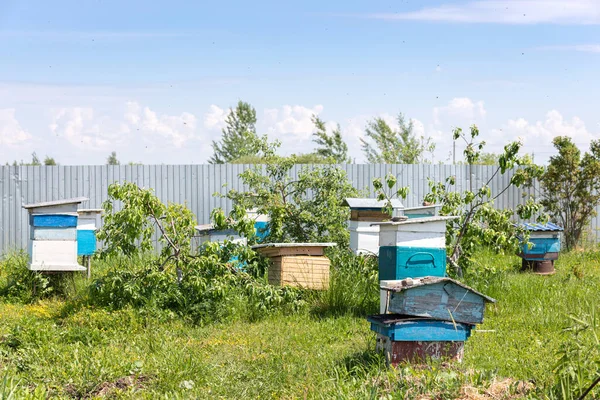 Old Beehives Village Plot Sultry Day Honey Bees Apiary Summer — Stock Photo, Image