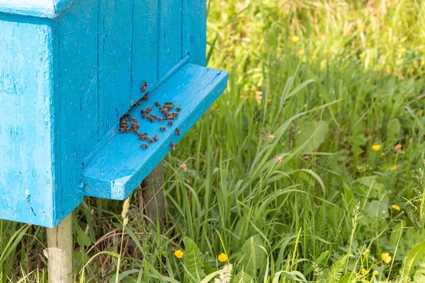 Медоносні Бджоли Повертаються Вулика Прекрасний Сонячний День Вибіркове Фокусування — стокове фото