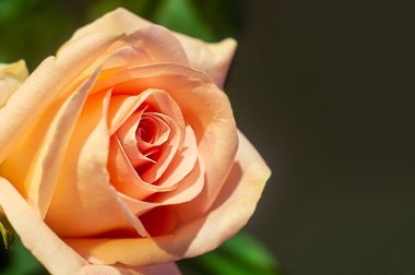 Çiçek, pembe gül, açan bir gülün yaprakları.