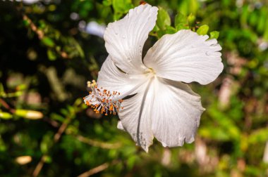 Hibiscus rosa-sinensis, halk arasında Çin amblemi olarak bilinir, Çin gülü, Hawaii amblemi, gül gülü ve ayakkabı boyası, beyaz çeşitliliği.