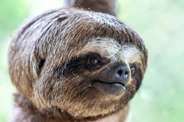 Brown-throated sloth, slow animal (Bradypus variegatus), animal face close up. Sloth hangs on a tree branch clipart