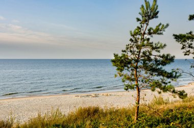 Krinica Morska 'da kumlu bir sahil Baltık Denizi kıyısında, ağaçlar, açık bir gün