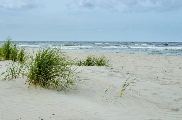 Zandstrand Krynica Morska Aan Oostzee Gras Het Zandstrand — Stockfoto