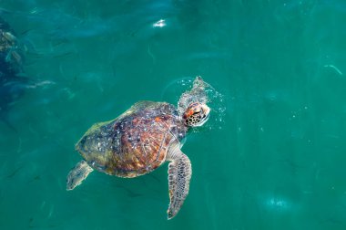 Deniz kaplumbağası kafasını sudan çıkardı. Pasifik Okyanusu. Büyük kaplumbağa..