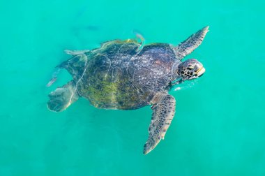Deniz kaplumbağası kafasını sudan çıkardı. Pasifik Okyanusu. Büyük kaplumbağa..