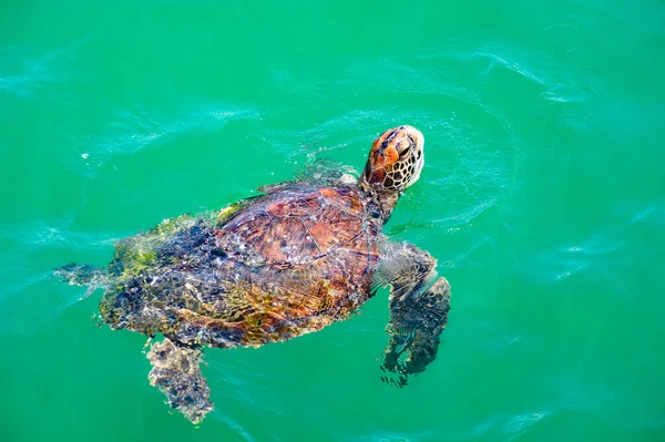 Żółw Morski Wyciąga Głowę Wody Ocean Spokojny Żółw Duży — Zdjęcie stockowe