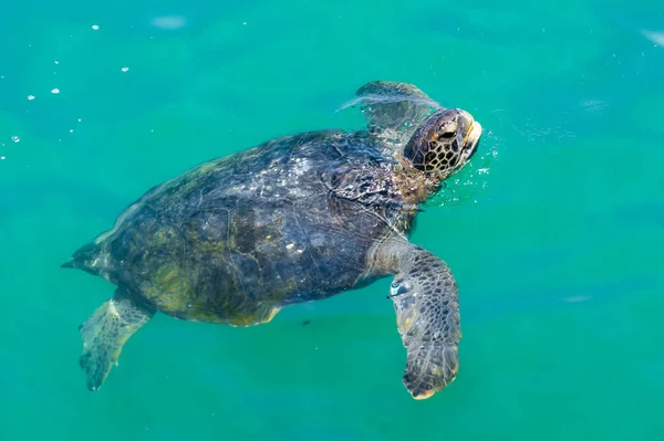 Tartaruga Marinha Puxa Cabeça Para Fora Água Oceano Pacífico Tartaruga — Fotografia de Stock