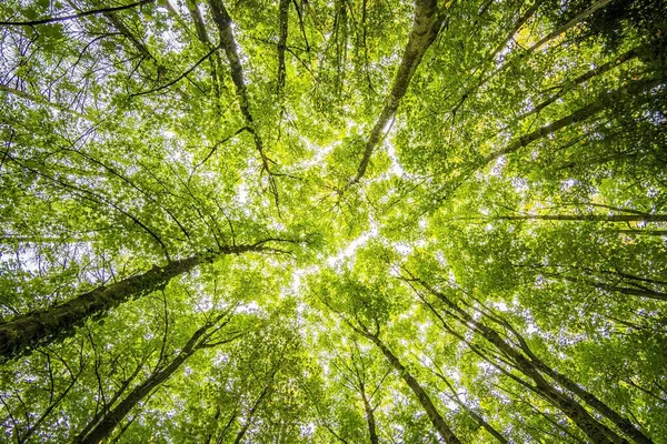 Rayons Soleil Perçant Sommet Forêt Photo De Stock