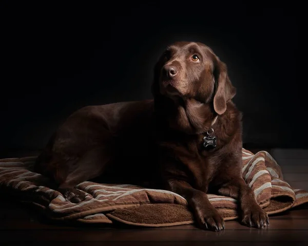 Ein Schöner Tiefschwarzer Hund Posiert Für Die Kamera — Stockfoto