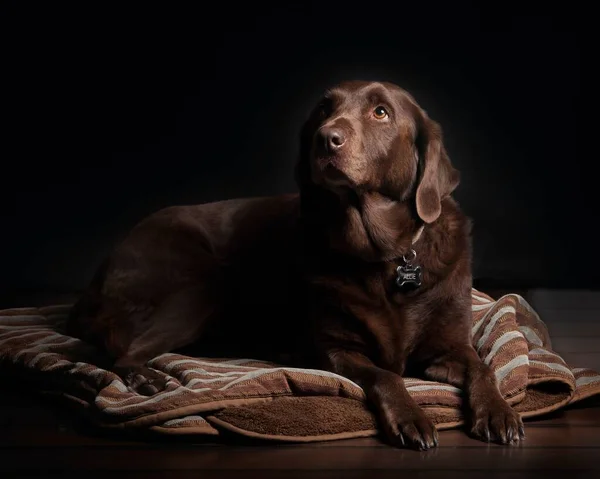 Egy Gyönyörű Jet Black Dog Pózol Kamerának — Stock Fotó