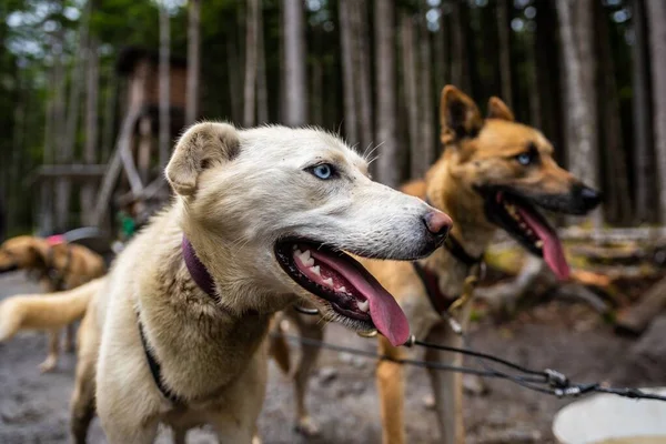 Duo Dogs Tired Playing Woods — Stock Photo, Image