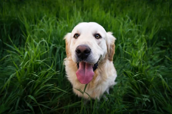White Golden Doggy Peaking Głowa Trawy Figlarnie — Zdjęcie stockowe