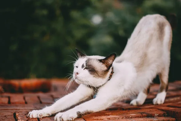 Weiße Katze Streckt Sich Nach Einem Schläfchen — Stockfoto