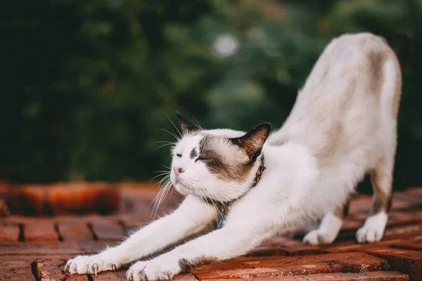 Chat Blanc Étirant Après Une Sieste — Photo