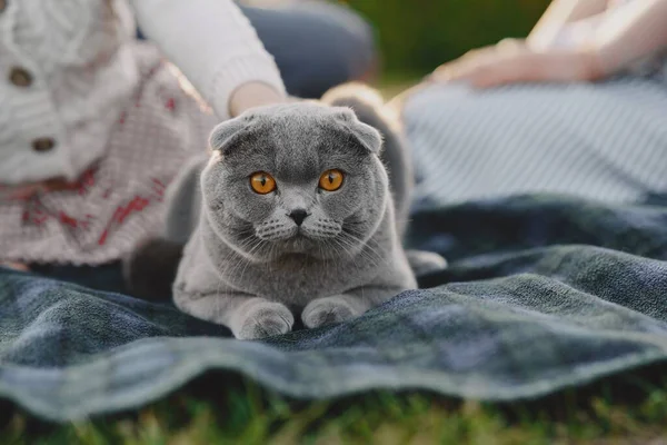 Cat Beautiful Yellow Eyes Stares Camera — Stock Photo, Image