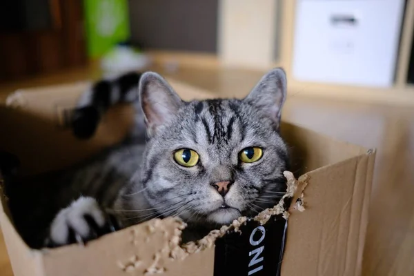 Gato Olha Com Raiva Para Câmera Gato Acinzentado Cor Com — Fotografia de Stock