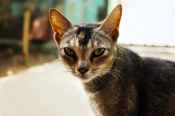 Gato Olha Com Raiva Para Câmera Gato Acinzentado Cor Com — Fotografia de Stock