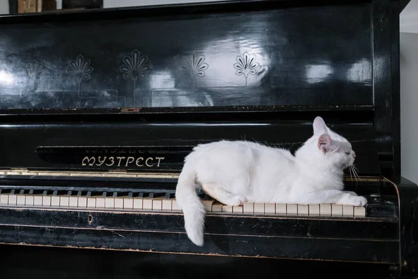 Cat Regarde Caméra Avec Colère Chat Est Couleur Grisâtre Avec — Photo