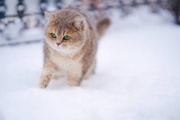 Cat Fissa Con Rabbia Telecamera Gatto Colore Grigiastro Con Strisce — Foto Stock