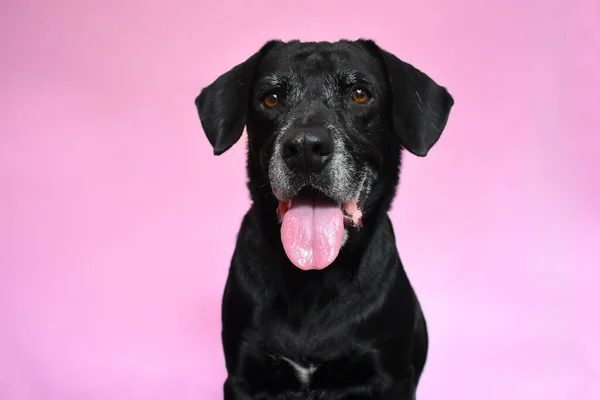 Ein Pechschwarz Mit Herausgestreckter Zunge Passend Zur Hintergrundfarbe — Stockfoto