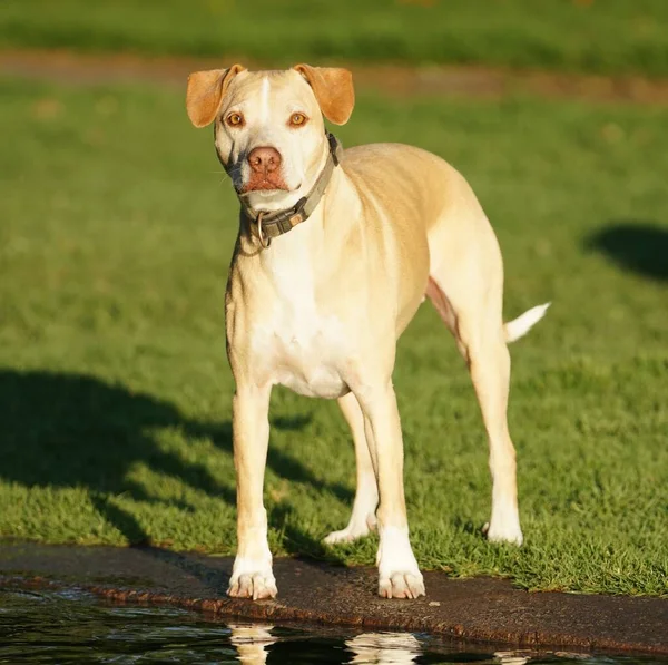 Złoty Pies Czeka Właściciel Rzuci Piłkę Więc Może Przynieść — Zdjęcie stockowe