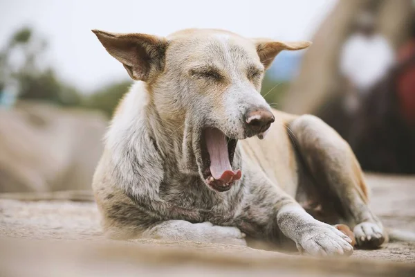 Beau Chien Blanc Bâille Tente Dormir Photos De Stock Libres De Droits