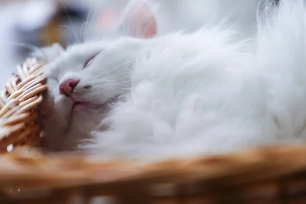 Gato Muito Branco Dorme Pacificamente Sem Cuidado Mundo — Fotografia de Stock