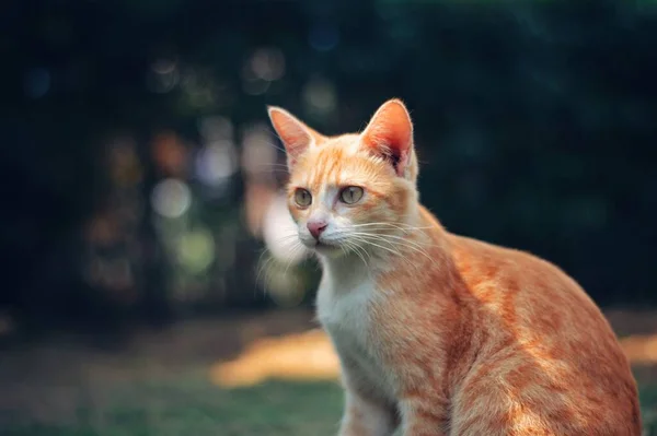 Beautiful Brown Feline Gracefully Sits Front Camera — Stock Photo, Image