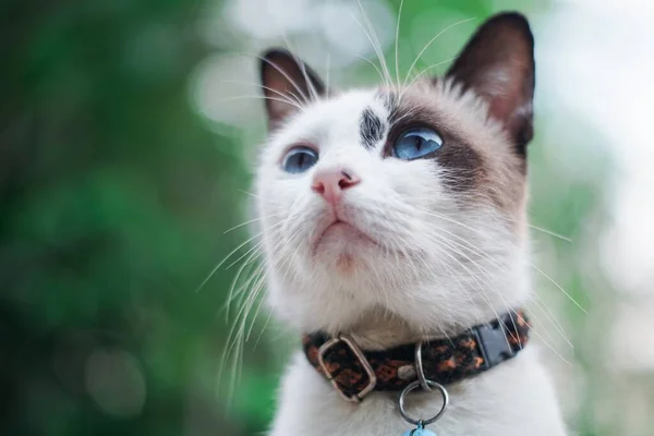 Gato Com Colarinho Olha Para Distância Para Tentar Detectar Uma — Fotografia de Stock