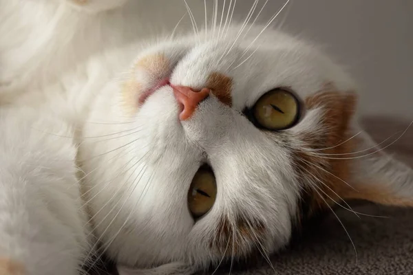 Gato Sonolento Tira Sua Foto Enquanto Olha Para Câmera — Fotografia de Stock