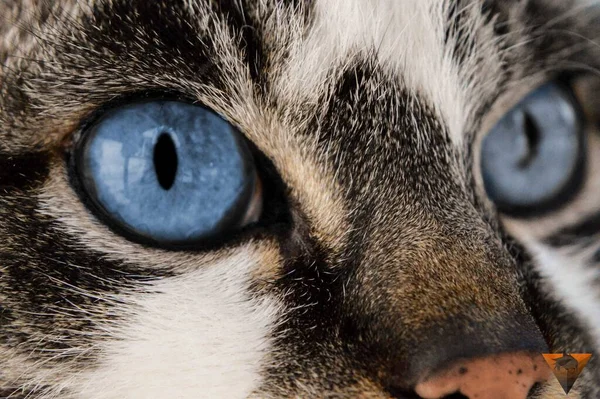 拥有超凡美丽眼睛的猫专注地看着相机 — 图库照片