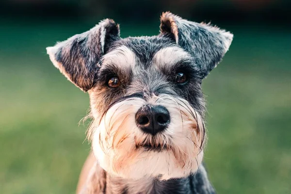 Hübscher Hund Mit Bart Lässt Sich Fotografieren — Stockfoto