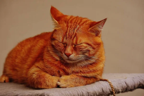 Orangefarbene Katze Schläfrig Während Sie Ihre Pfoten Einer Niedlichen Position — Stockfoto