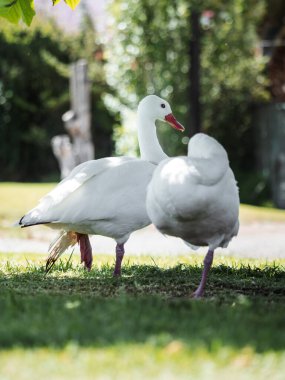Çimenli bir alanda duran iki beyaz kuğu. Birinin kırmızı gagası var.