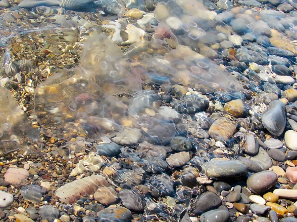 Méduse Nagé Terre Dans Vague Est Allongée Sur Les Cailloux — Photo