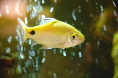 Barbus, akvaryum balığı. Suyun durumunu aktarmak için hafif bulanık bir görüntü..
