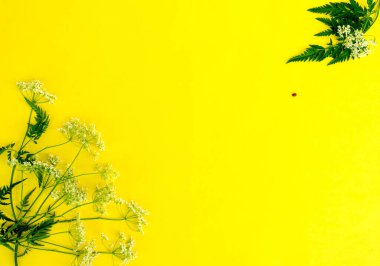 Sarı arka planda, yeşil yapraklı beyaz çiçek sepetleri. Uğur böceği sürünüyor..