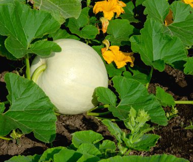 Young pumpkin in a field on a bush with green leaves, yellow flowers and ovary bunches.