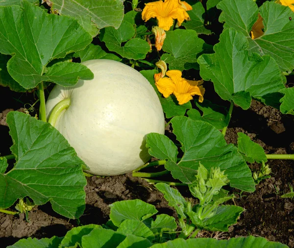 Young Pumpkin Field Bush Green Leaves Yellow Flowers Ovary Bunches — ストック写真