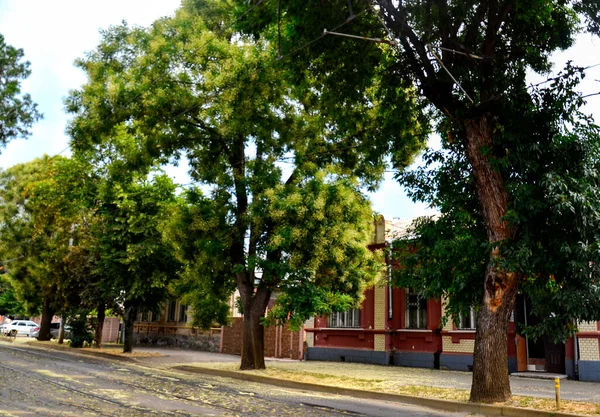 Lush Linden Trees Bloom Fallen Linden Flowers Asphalt Old Street — Zdjęcie stockowe