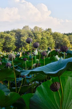Kahverengi ve yeşil nilüfer tohumu kabukları, beyaz tomurcuklar ve yeşil yapraklar yeşil ağaçların arka planına ve bulutlu mavi gökyüzüne karşı.